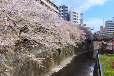 Tokyo kiraz çiçekleri