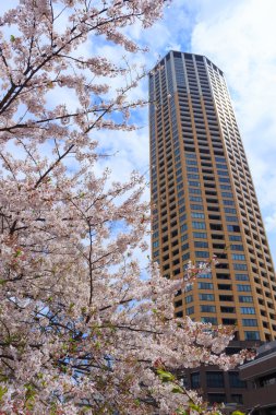 Tokyo kiraz çiçekleri