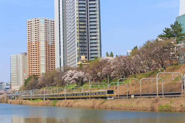 在日本，在东京的樱花 — 图库照片
