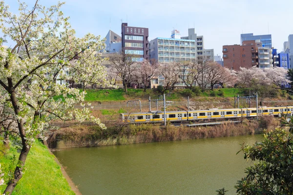 Cherry blossoms in Tokyo, Japan — Stock Photo, Image