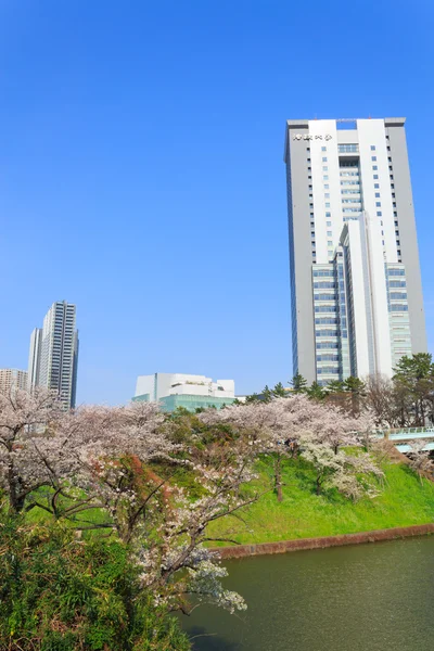 Wiśniowe kwiaty w Tokyo, Japonia — Zdjęcie stockowe