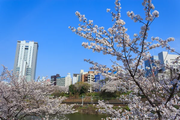 Fiori di ciliegio a Tokyo, Giappone — Foto Stock