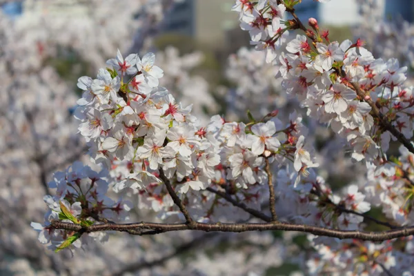 Körsbär blommar i Tokyo, Japan — Stockfoto