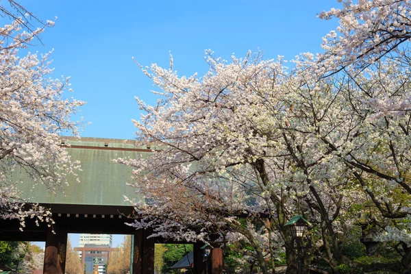 Flores de cereja em Tokyo, Japão — Fotografia de Stock