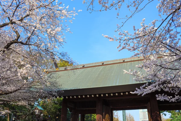 Κερασιές στο Τόκιο, Ιαπωνία — Φωτογραφία Αρχείου