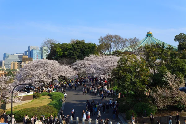 Tokyo, Japonya kiraz çiçekleri — Stok fotoğraf