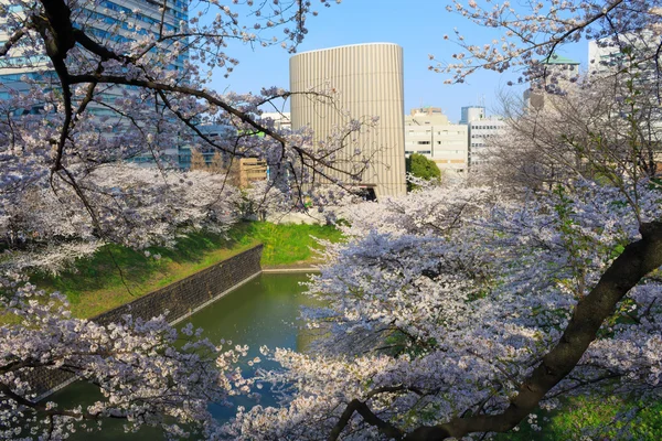 Tokyo, Japonya kiraz çiçekleri — Stok fotoğraf