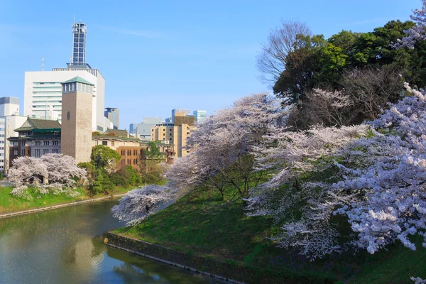 Kirschblüten in Tokio, Japan — Stockfoto