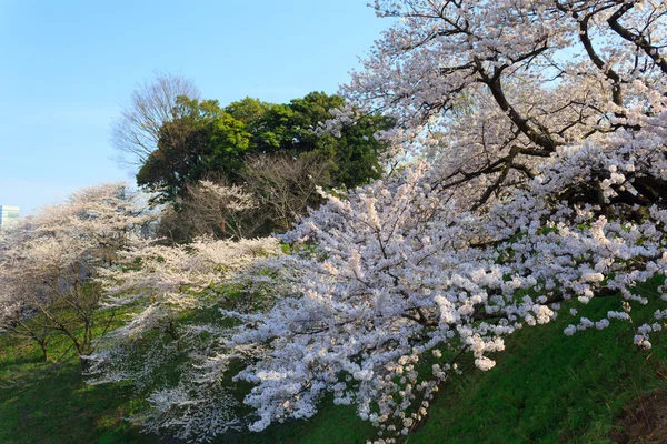 Cherry blossoms in Tokyo, Japan — Stock Photo, Image