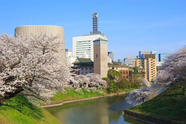 Kirschblüten in Tokio, Japan — Stockfoto