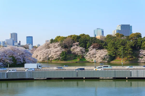 Wiśniowe kwiaty w Tokyo, Japonia — Zdjęcie stockowe