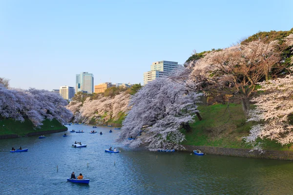Floraciones en Tokio, Japón — Foto de Stock