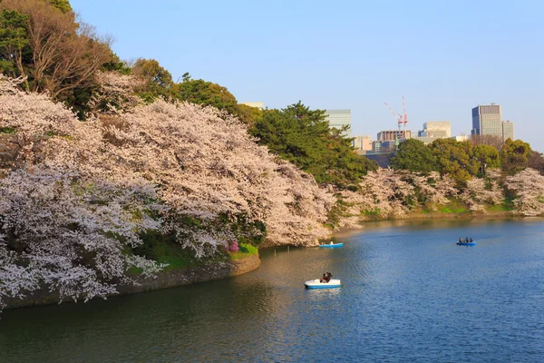 Floraciones en Tokio, Japón — Foto de Stock