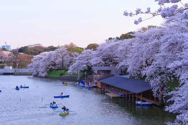 Fleurs de cerisier en Tokyo, Japon — Photo