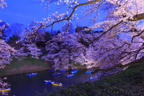 Tokyo, Japonya kiraz çiçekleri