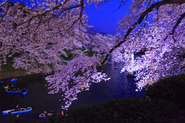 Cherry blossoms in Tokyo, Japan — Stock Photo, Image