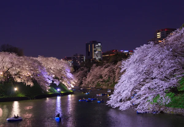 Tokyo, Japonya kiraz çiçekleri — Stok fotoğraf