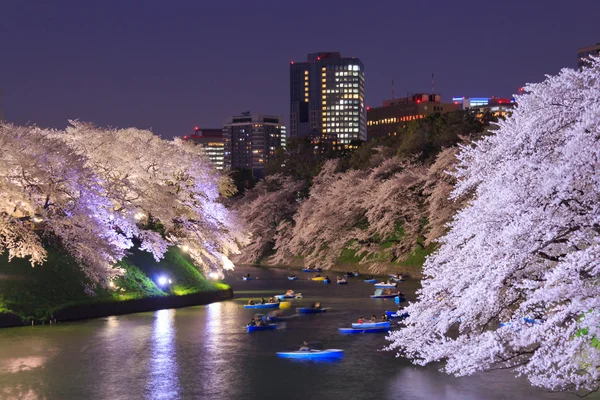 Flores de cereja em Tokyo, Japão — Fotografia de Stock