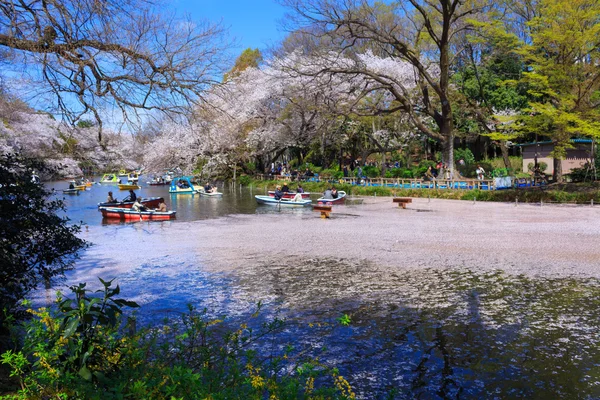 Cherry blossoms in Tokyo — Stock Photo, Image