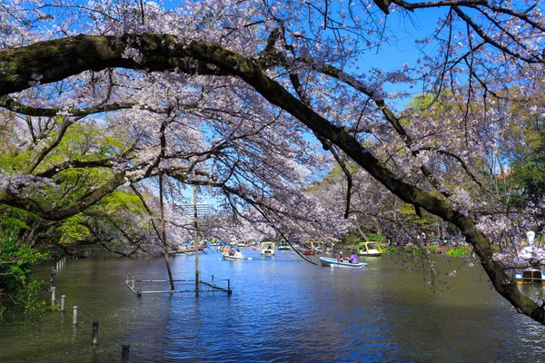 Flores de cerezo en Tokio —  Fotos de Stock