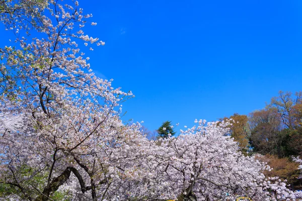 Flores de cereja em Tóquio — Fotografia de Stock