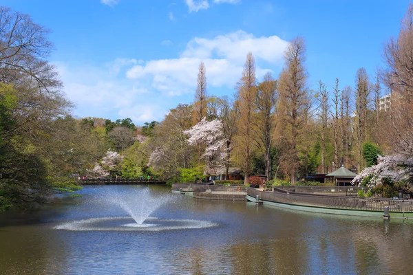 東京の桜 — ストック写真