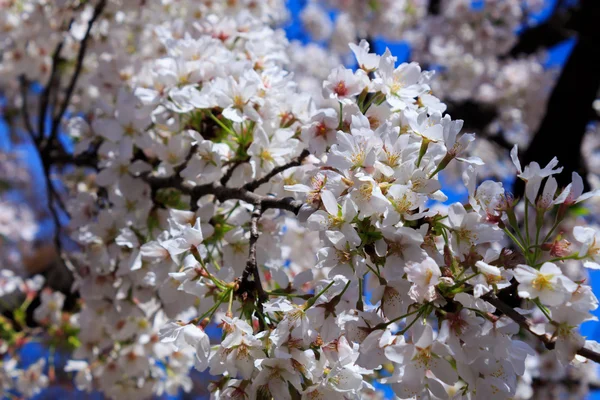 Körsbär blommar i Tokyo — Stockfoto