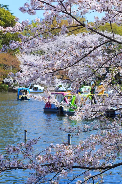 Fiori di ciliegio a Tokyo — Foto Stock