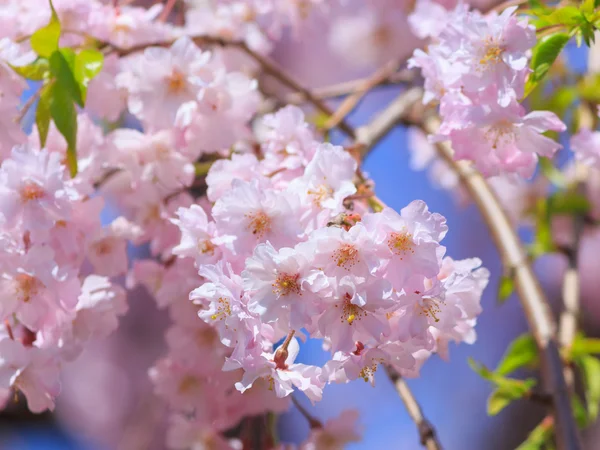 Wiśniowe kwiaty (Sakura) — Zdjęcie stockowe