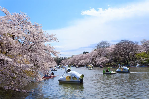 Cherry blossoms in Tokyo — Stock Photo, Image