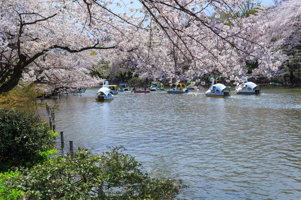 Cherry Blossoms di Tokyo — Stok Foto