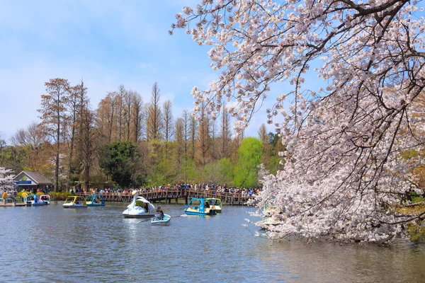 Flores de cerezo en Tokio — Foto de Stock