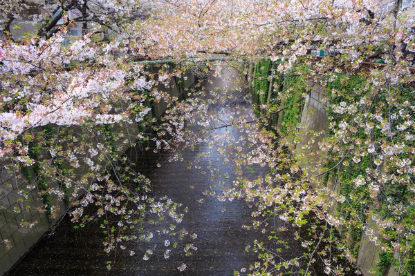 Вишня цвітіння у Токіо — стокове фото