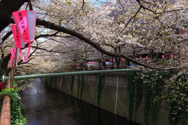 Cherry Blossoms di Tokyo — Stok Foto