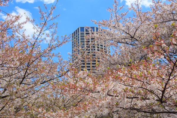 Kirschblüten in Tokio — Stockfoto