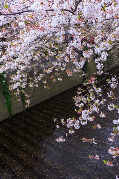 東京の桜 — ストック写真