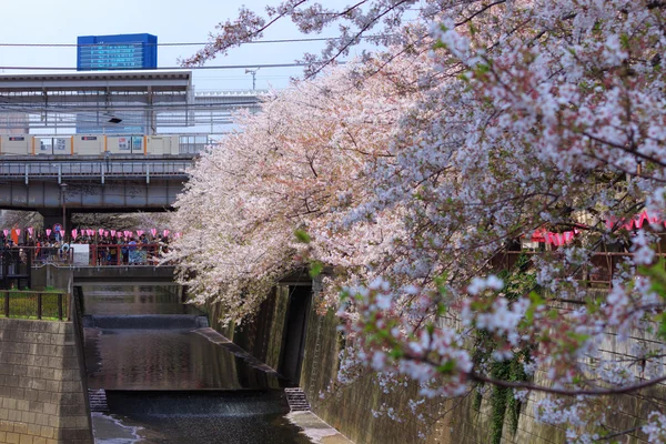 Cherry Blossoms di Tokyo — Stok Foto
