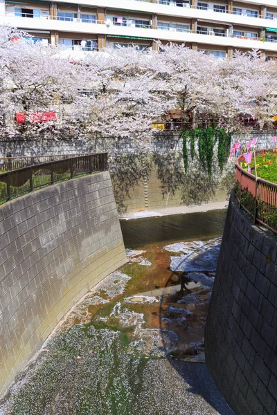 Цветение сакуры в Токио — стоковое фото