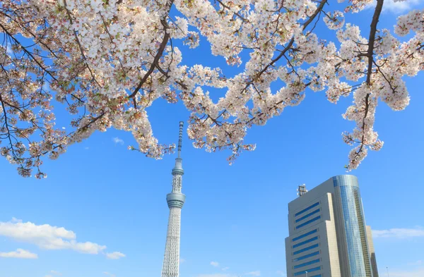 Cherry blossoms and the Tokyo Skytree in Tokyo — Stock Photo, Image