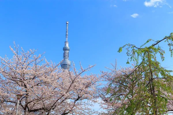 Flores de cerezo y el Skytree de Tokio en Tokio — Foto de Stock