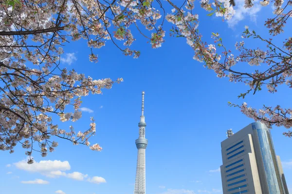Flores de cerezo y el Skytree de Tokio en Tokio —  Fotos de Stock