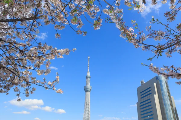 Flores de cerezo y el Skytree de Tokio en Tokio — Foto de Stock