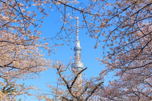 Kersenbloesem en de Skytree van Tokyo in Tokyo — Stockfoto