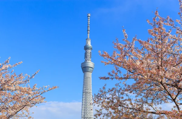 Flores de cerezo y el Skytree de Tokio en Tokio — Foto de Stock