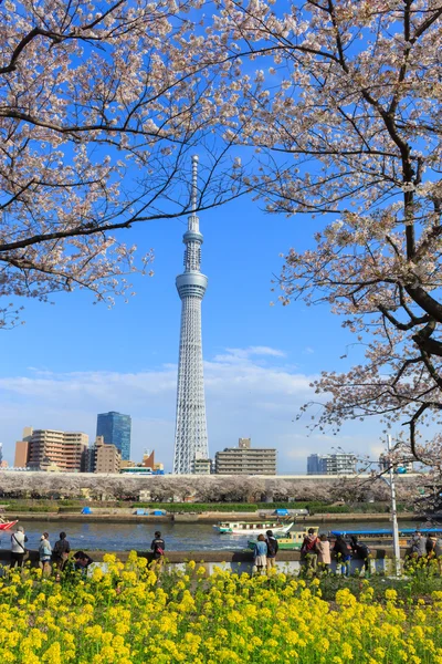 벚꽃과 도쿄에서 도쿄 스카이 트리 — 스톡 사진