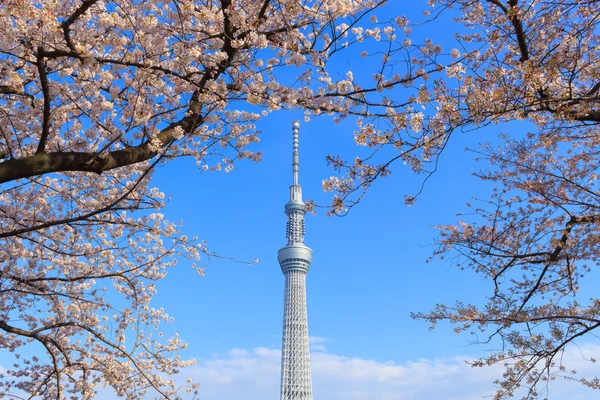 Kersenbloesem en de Skytree van Tokyo in Tokyo — Stockfoto