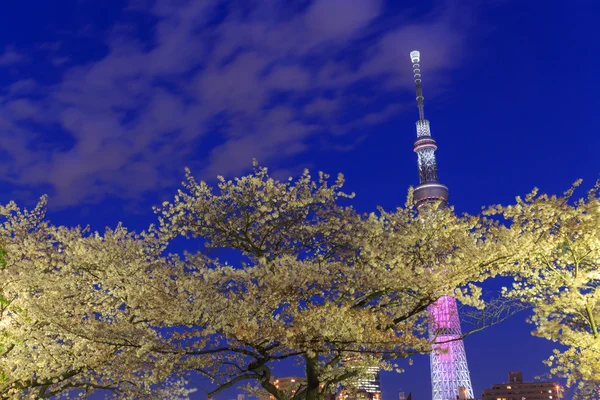 Flores de cerezo y el Skytree de Tokio al atardecer —  Fotos de Stock