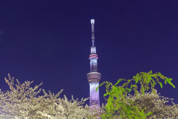 Flores de cerezo y el Skytree de Tokio al atardecer — Foto de Stock