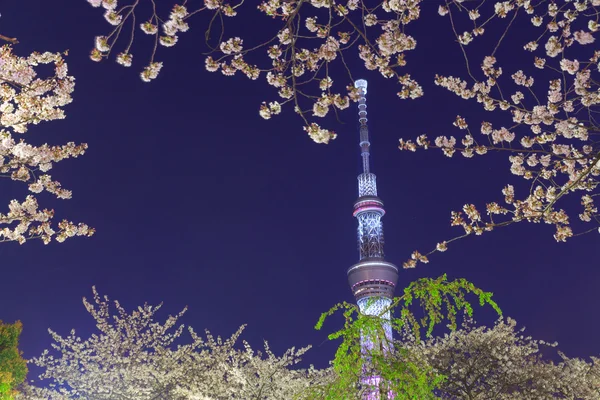 Flores de cerezo y el Skytree de Tokio al atardecer — Foto de Stock