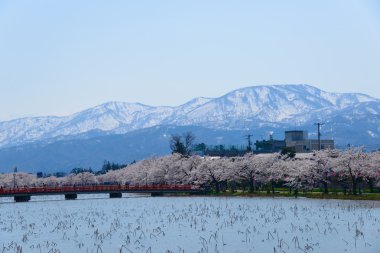 Kiraz çiçekleri, Takanda Park